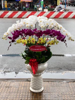Chậu lan hồ điệp - 18
