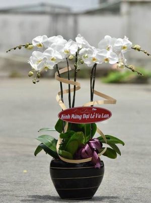 Shop Hoa Tươi Thị trấn Huỳnh Hữu Nghĩa, Mỹ Tú, Sóc Trăng