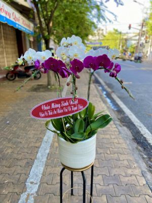 Shop Hoa Tươi Thị Trấn Đại Ngãi, Long Phú, Sóc Trăng